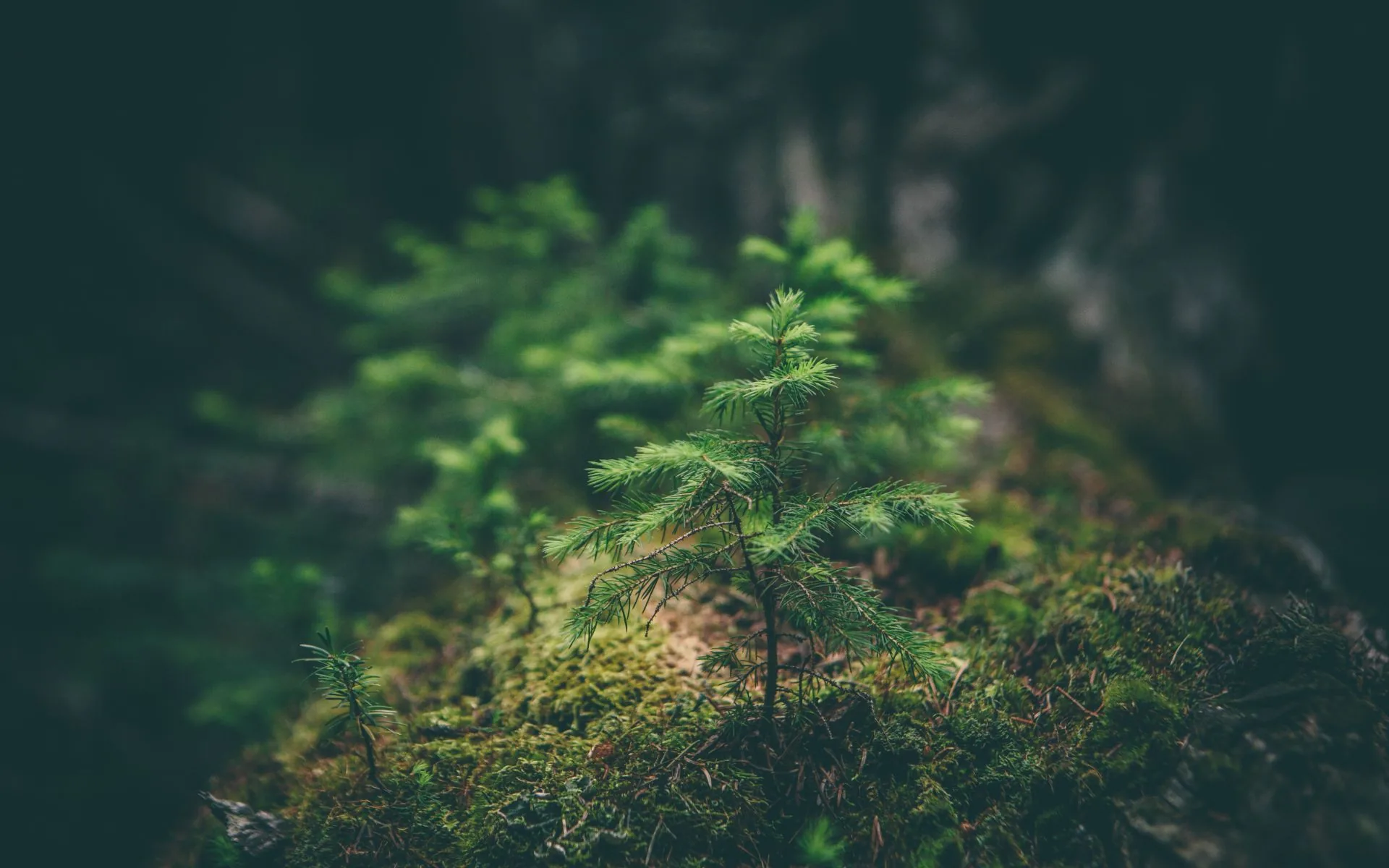 Young spruce growing on a forest floor
